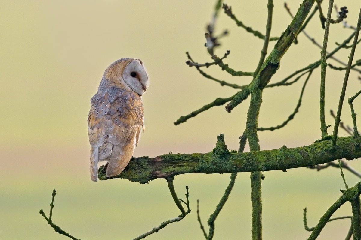 sh4rpy's tweet photo. Barn Owl at a private site this morning https://t.co/z6DIWDAAnZ