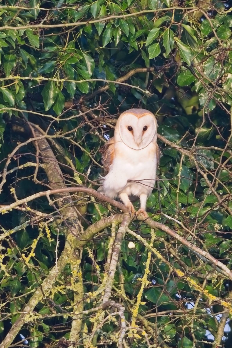 sh4rpy's tweet photo. Barn Owl at a private site this morning https://t.co/z6DIWDAAnZ