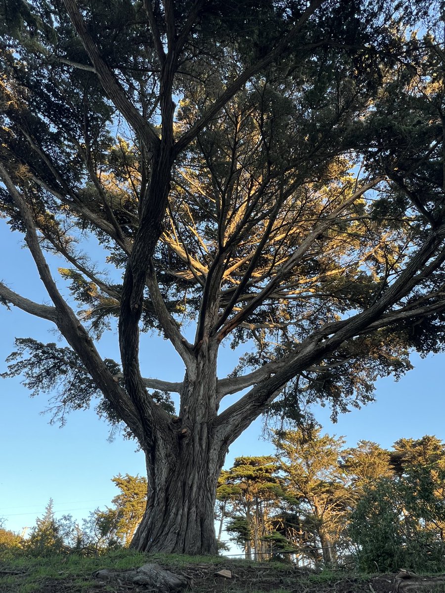 abisail's tweet image. Oceanside #thicktrunktuesday beauty #treepeople