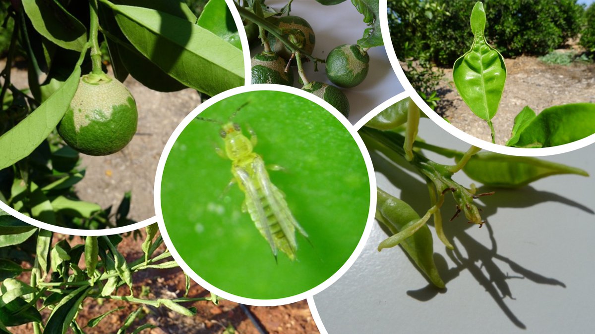 Estàs preocupat pels Trips 🦟en els cítrics🍊🍋? 
👉No et perdes demà 📆 dimecres 19/02, a les 13:00h, "La via verda" en <a href="/apunt_media/">À Punt</a>. 
I si no pots a eixa hora, no tens excusa, mira'l a la carta en  acortar.link/UNpqHz