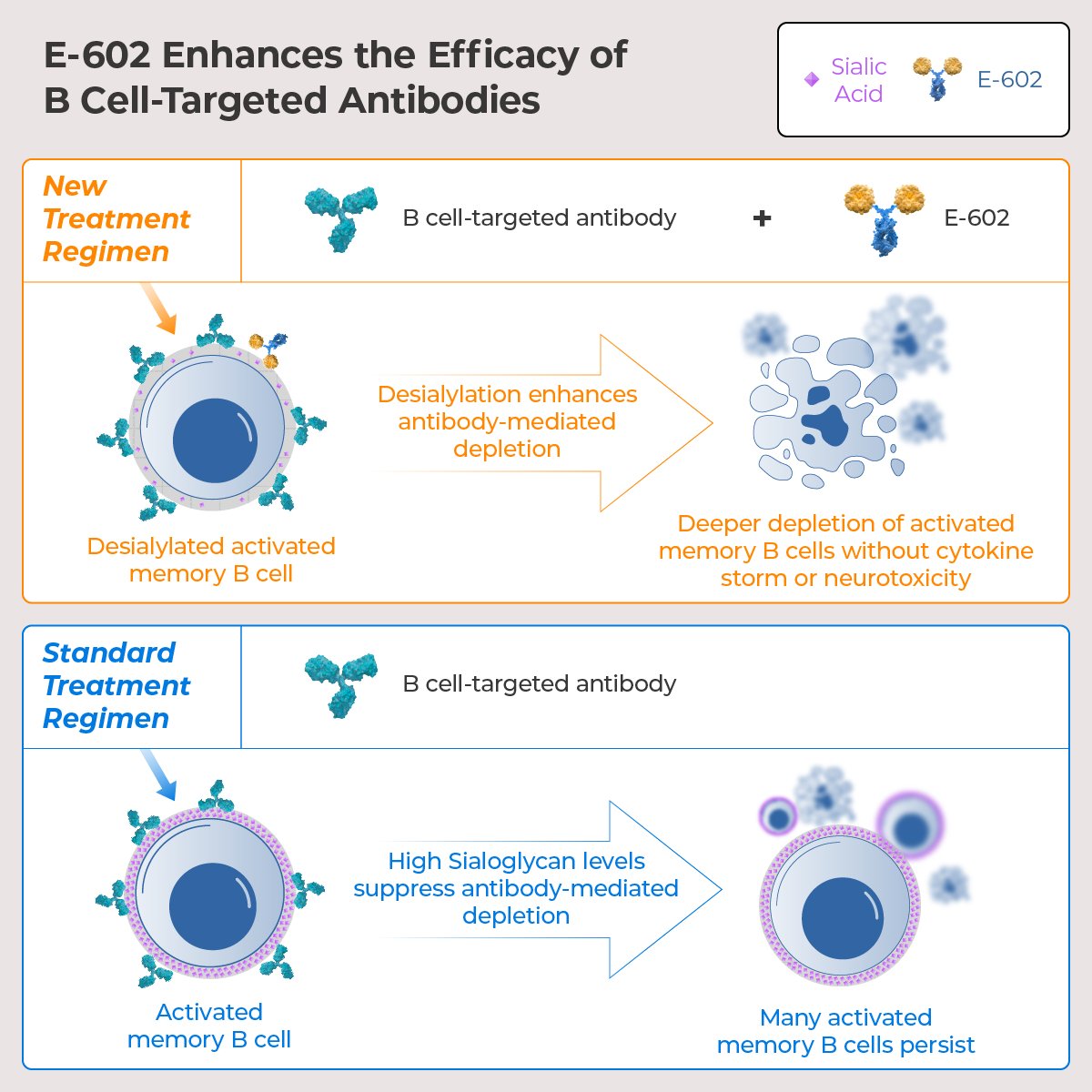 #DYK activated memory B cells play a major role in autoimmune diseases, but resist antibody depletion therapies due to high sialylation? Palleon’s E-602 enzymatically removes these sialoglycans, boosting B cell-targeted antibody effectiveness. Learn more: bit.ly/3DUGdvt