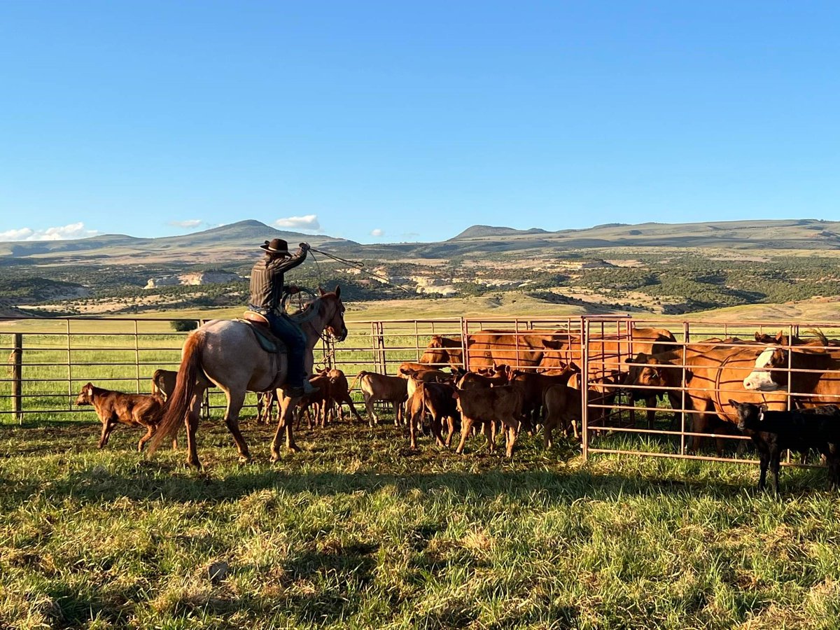 FarmAnswers's tweet image. The University of Wyoming organizes hands-on internships on working farms and ranches through @growingwyintrns. 

Learn more about this internship program on the Farm Answers podcast at farmanswers.captivate.fm.