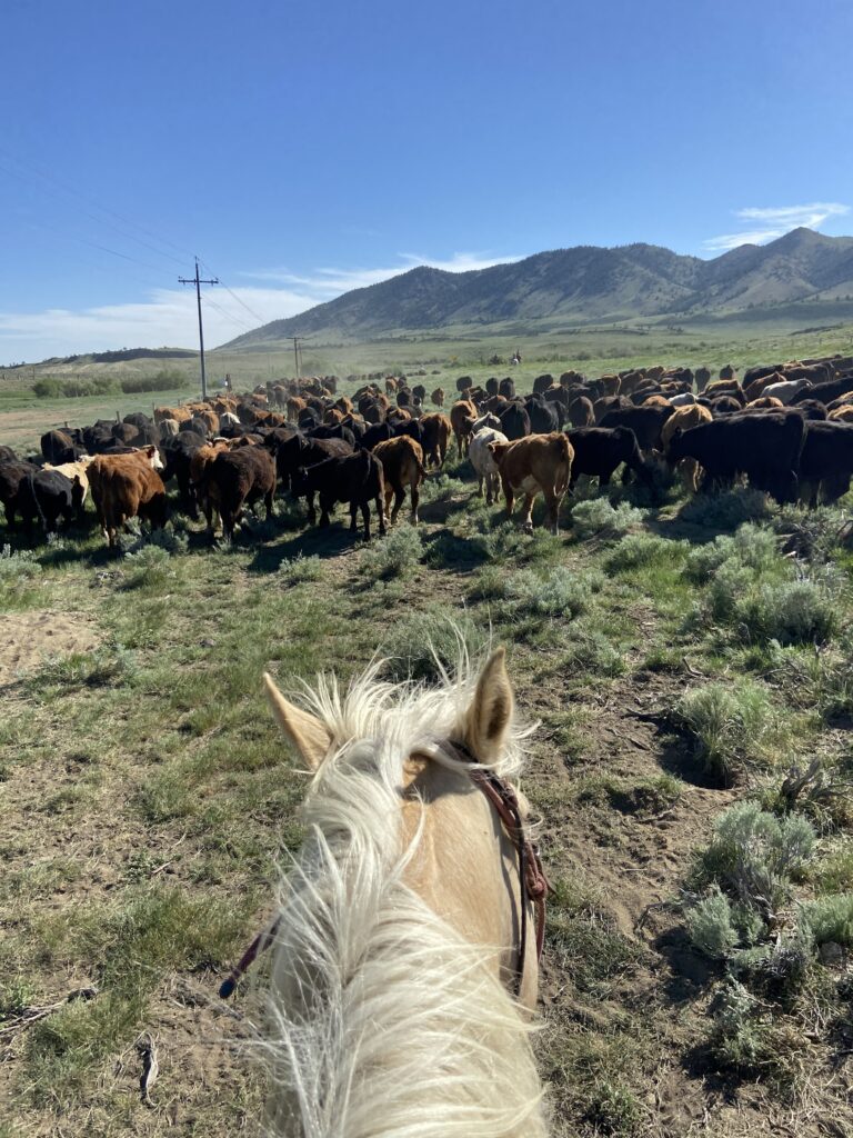 FarmAnswers's tweet image. The University of Wyoming works to circulate media-based education to reach beginning farmers and ranchers.

Learn more about how they are creating and sharing this type of education on the latest episode of the Farm Answers podcast at farmanswers.captivate.fm.