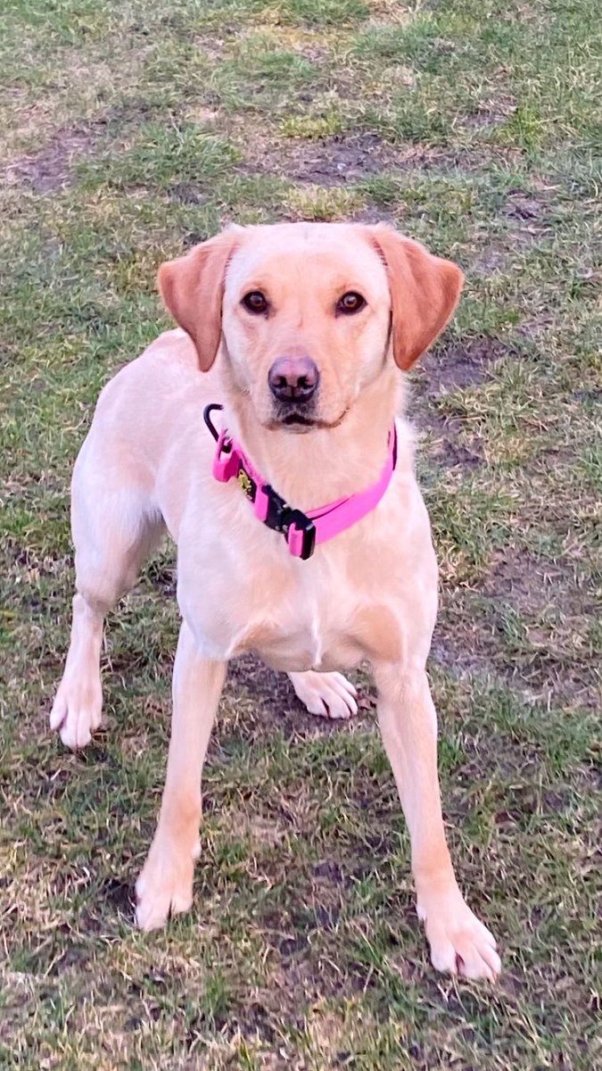 PD Blythe was on top form today! She assisted officers in Middlewich with a search and located a large amount of cash! 💷💷💷

#PDBlythe