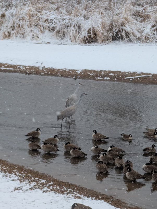 Along the Mary Carter Greenway Trail in Sheridan this morning rangers spotted these beauties! Can anyone name that bird??? 🔎🔎🕵️