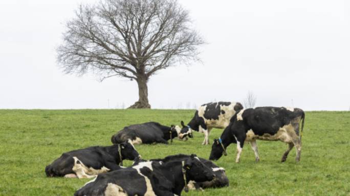 Tirlán will pay a total of 58.08 cent per litre (cpl) (including VAT) for January creamery milk supplies 👉tirlanfarmlife.com/news/tirlan-ja…