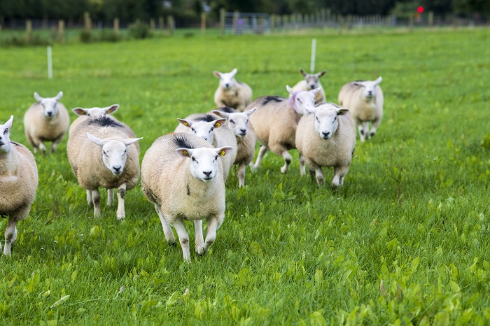 Teagasc (@teagasc) on Twitter photo Are you looking to grow your lambs quicker, achieve an earlier age of finish and reduce concentrate input to finishing lambs? Then results of a major study undertaken in Teagasc Athenry may be of interest to you. Find out more bit.ly/4118bk5
<a href="/TeagascSheep/">TeagascSheep</a> Are you looking to grow your lambs quicker, achieve an earlier age of finish and reduce concentrate input to finishing lambs? Then results of a major study undertaken in Teagasc Athenry may be of interest to you. Find out more bit.ly/4118bk5
<a href="/TeagascSheep/">TeagascSheep</a>