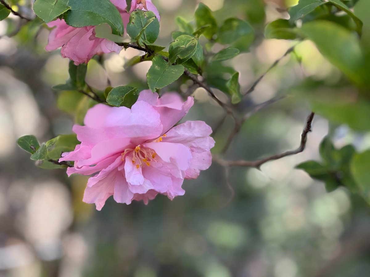 This flower from outside our office window reminds us that spring is right around the corner. 

Are you ready for a fresh start? Now is the perfect time rethink, revise...rebrand your business.

Companies that reach out to us for a brand refresh understand the importance of bu...