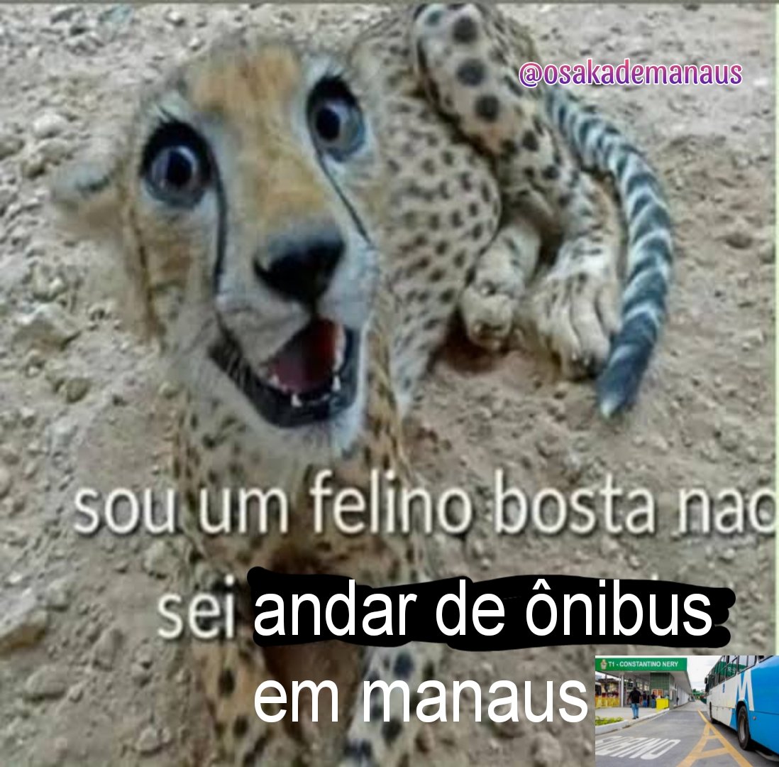 as vezes, dois kikães is janta🛌💤 (@bodormir) on Twitter photo 