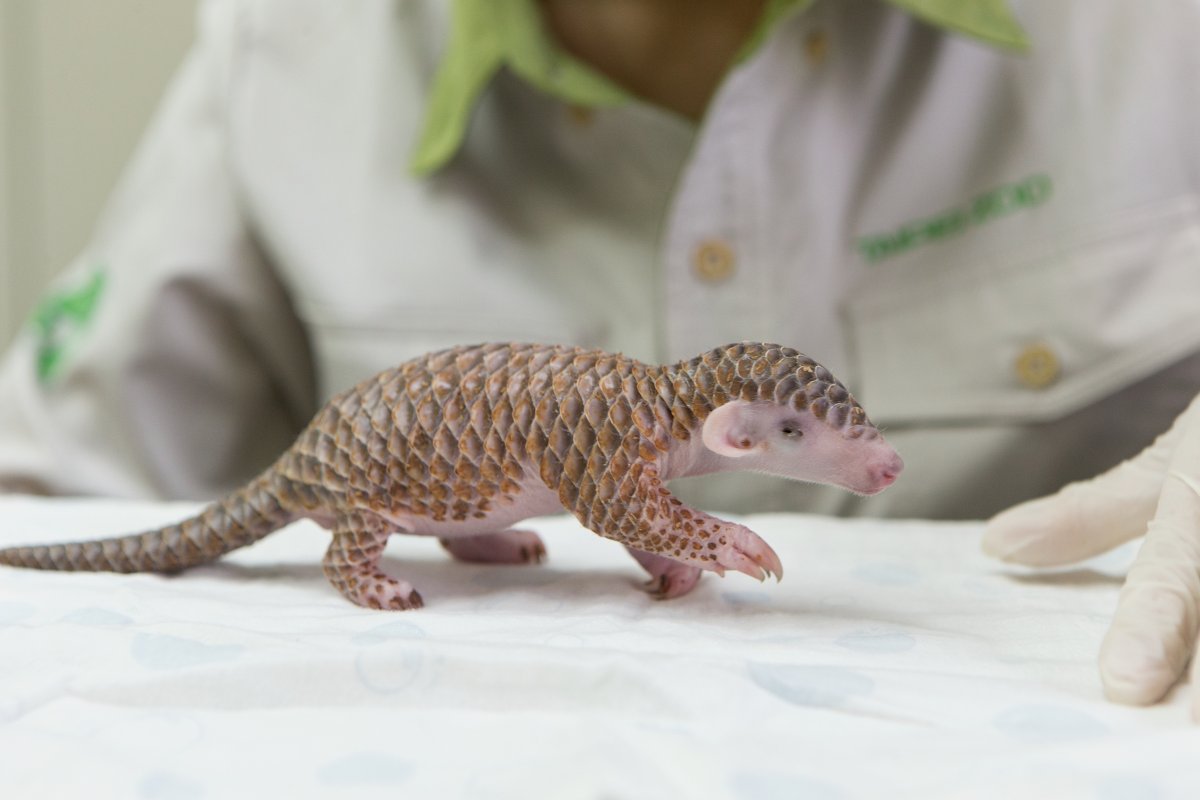 Baby Gung-wu has our hearts, whether he's sleeping or taking some of his first steps👣
Gung-wu is a Chinese pangolin, &amp; at the time of these photos, was only 12 days old! Though an orphan, he found the safety to grow &amp; thrive with the researchers at Taipei Zoo.
📸 Suzi Eszterhas