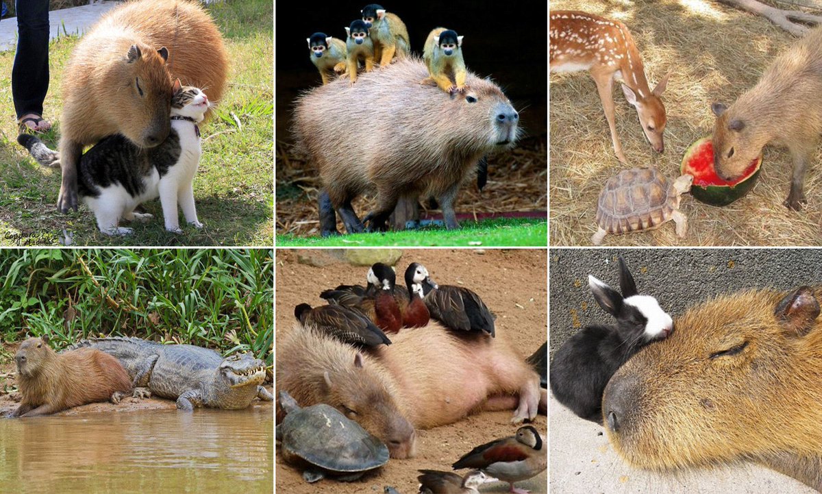 gintszilbalodis's tweet photo. Flow might be the first film where a capybara is one of the main characters. I was inspired by how peaceful and chill they are. And how diplomatic and friendly they are with every type of animal. Although I identify with the cat the most, my aspiration is to be like the capybara. https://t.co/AJHvluaSdm