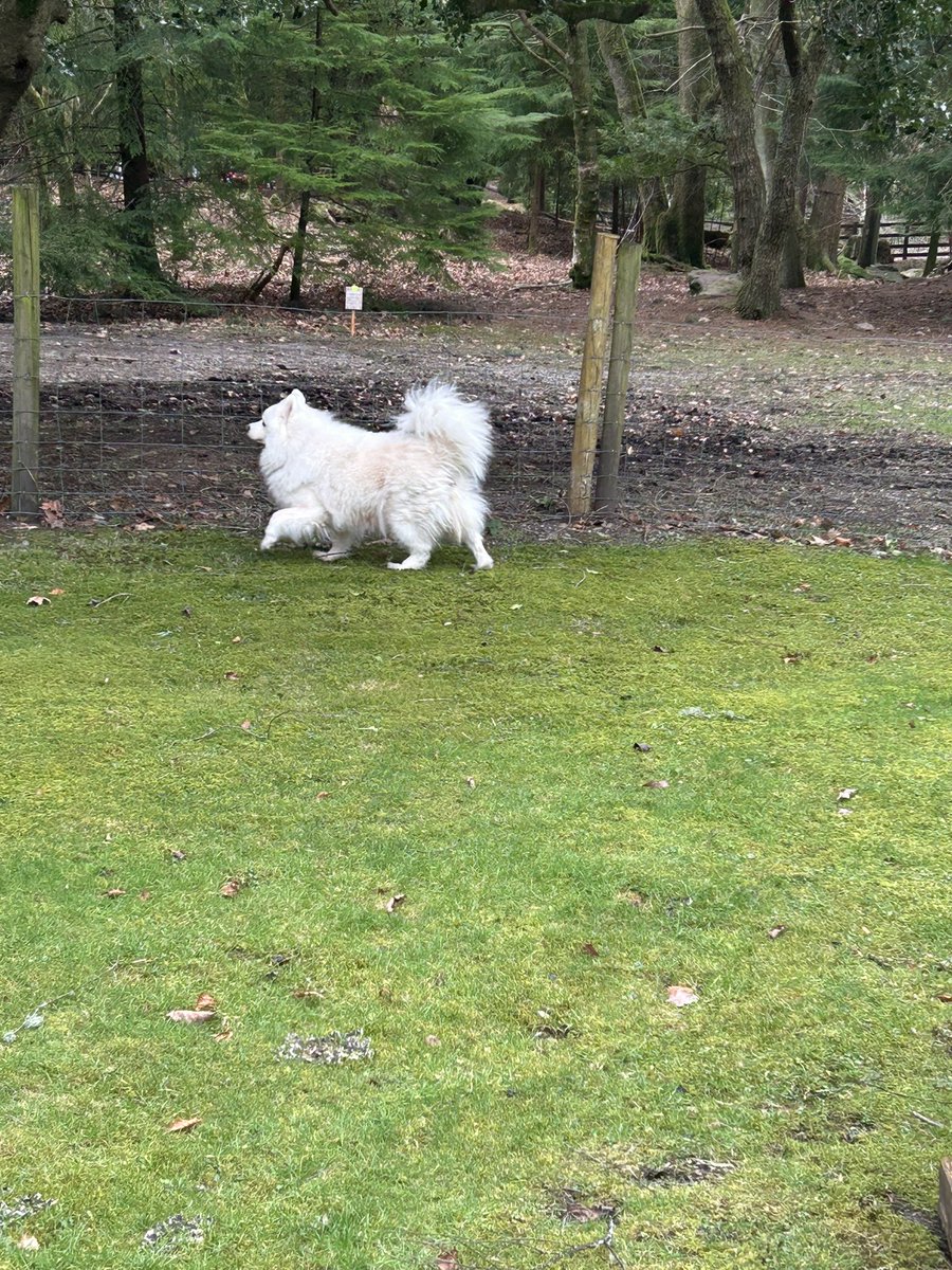 sezzybrady's tweet photo. @_NaomiLord @Patterdale_Hall @BoltonSch @BSBDEnglishDept @BSGDEnglish Molly spotted you all this morning 😍 https://t.co/2OlL33KlA0