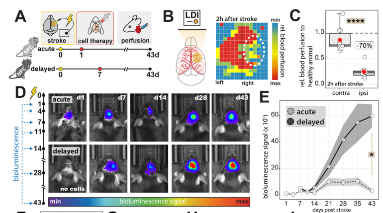 Stem cell therapies hold great potential for stroke recovery; but when is the optimal time for transplantation? 🧠💉⏲️

Our latest preprint shows that delaying NPC therapy by one week post-stroke increases long-term graft survival 20-fold.

biorxiv.org/content/10.110…