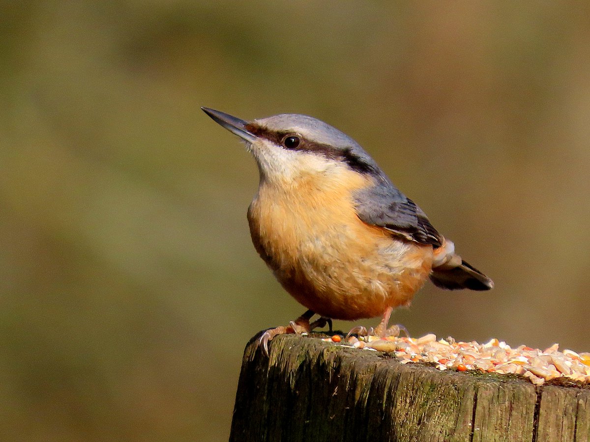 Reed Bunting, Raven, Nuthatch and Siskin at #WyverLaneNR today <a href="/DerwentBirder/">Dave Newcombe</a> <a href="/DanielCMartin1/">Dan Martin</a> <a href="/CliveAshton5/">Clive Ashton</a> <a href="/Mightychub/">Richard T Taylor</a> <a href="/Derbyshirebirds/">Derbyshire Ornithological Society (DOS)</a>