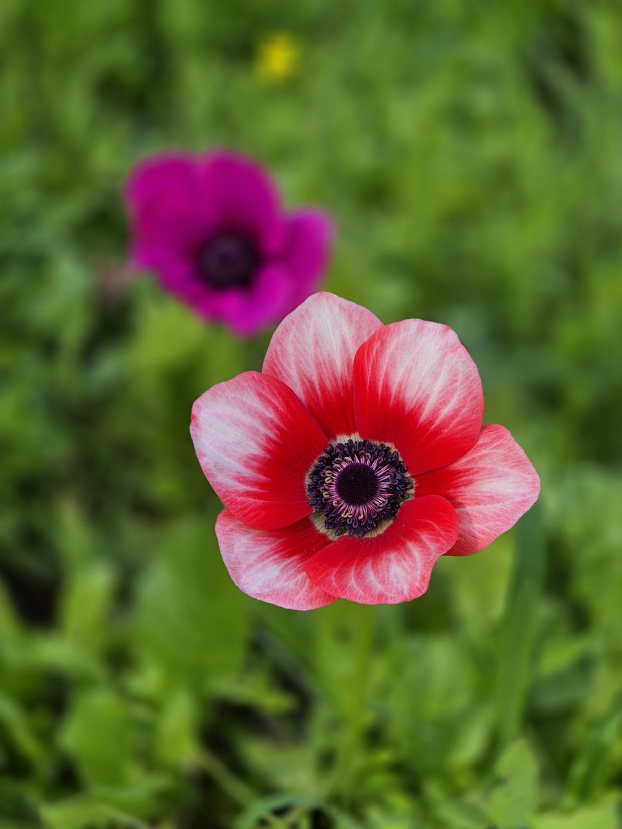 A Chains tweet media