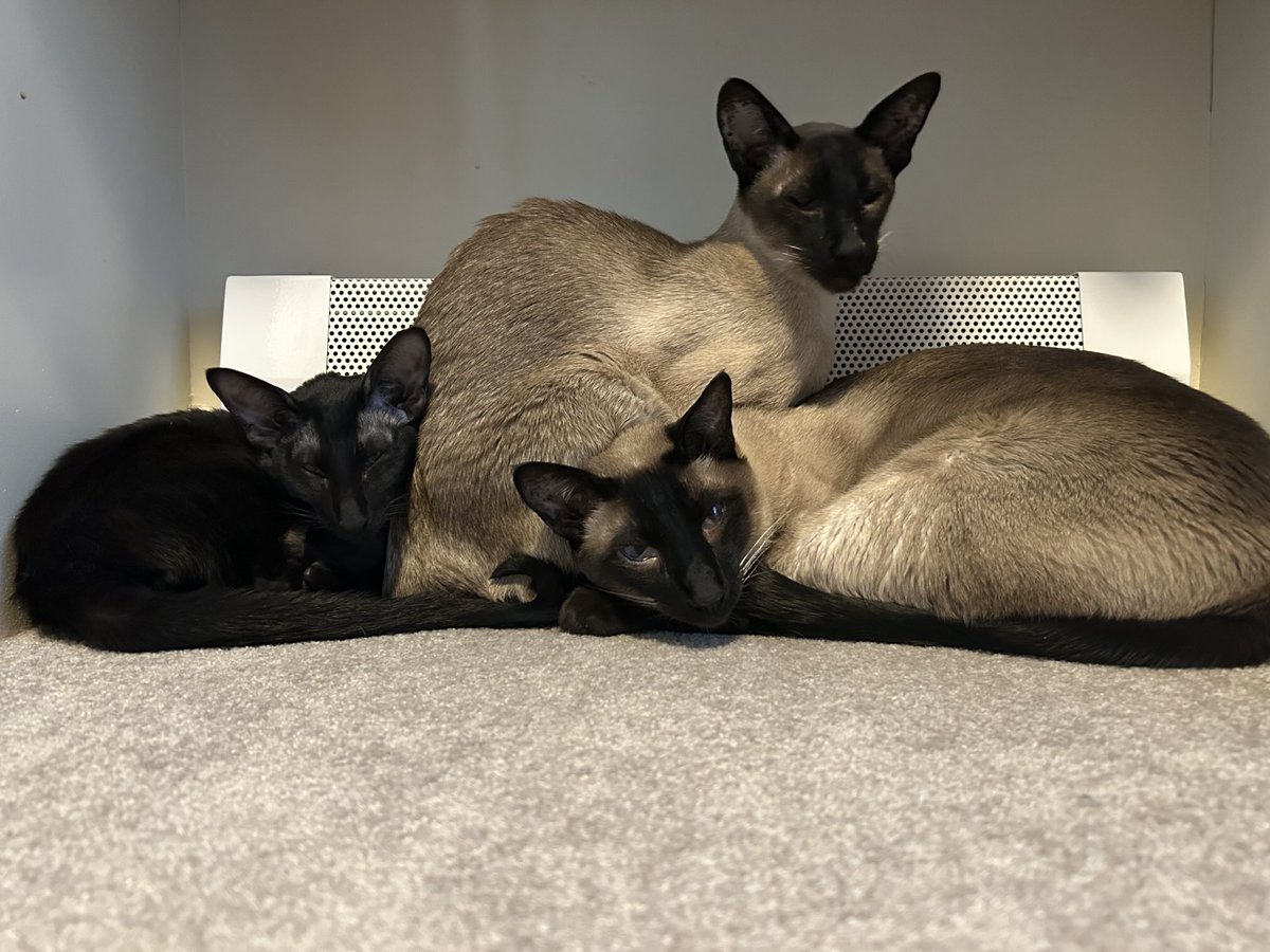 My three fur babies.