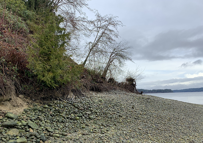 Shore Friendly is a voluntary program that helps private landowners of marine shorelines in Puget Sound reduce shoreline armoring and restore key shoreline habitat around the Sound. Read more in the new issue of Making Waves: makingwaves.psp.wa.gov/index.php/2024…