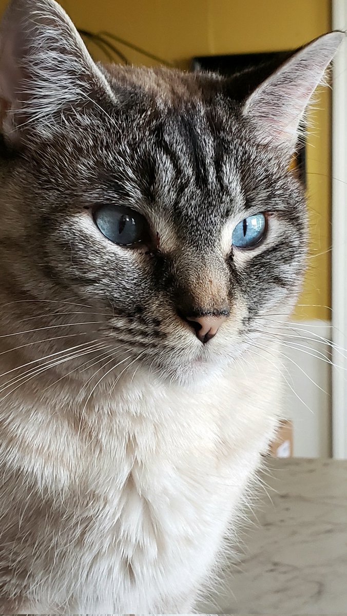 CassieJFox's tweet photo. #TabbyTuesday Busy day here.. Super Senior Gizzabella, fiesty orange fireball Pachabel are on ottoman pawtrol, while Nala Bueleen Belle eyes the door. ๐ ๐ #SuperSeniorCatsClub #LynxPoint #TabbySiamese #TabbyCats #SouthernBelleFelines #CatsOfX #CarolinaCats #Meowdel #WhitmireSC