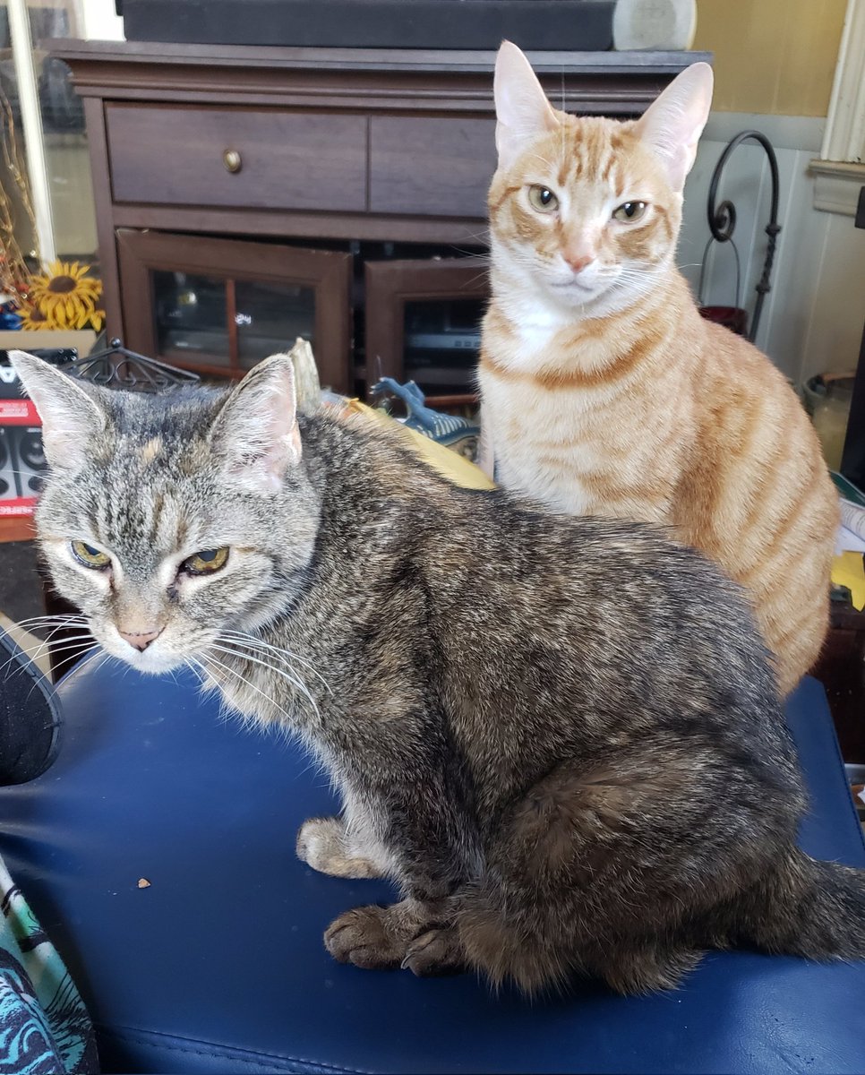 CassieJFox's tweet photo. #TabbyTuesday Busy day here.. Super Senior Gizzabella, fiesty orange fireball Pachabel are on ottoman pawtrol, while Nala Bueleen Belle eyes the door. ๐ ๐ #SuperSeniorCatsClub #LynxPoint #TabbySiamese #TabbyCats #SouthernBelleFelines #CatsOfX #CarolinaCats #Meowdel #WhitmireSC