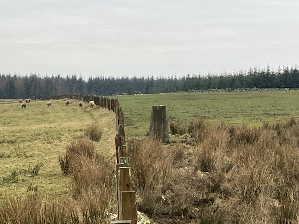 iancampbell251's tweet image. #trigpoints at Sunnyside and Murray’s Hill near Crieff … very nice day for a wander in an area I haven’t visited before 
#visitperthshire