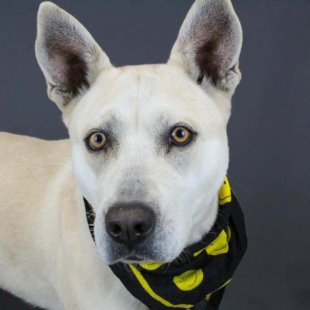 GvlAnimalCare's tweet photo. It's #TeamFavoriteTuesday meet Connie! She's 2 years old and has already won the hearts of our staff! 

Connie is a lovable and quirky girl looking for a forever home of her own! She's housebroken, loves to go on walks, play fetch and getting pets! 💕

Adopt Connie today! https://t.co/HyYgnwa3WT