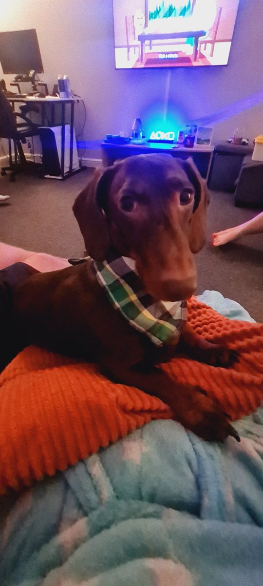 Daltos's tweet photo. Visit from my little mate Georgie. ♥️ 🥰🐶🐶. I do love him. https://t.co/e1iewd7YvS