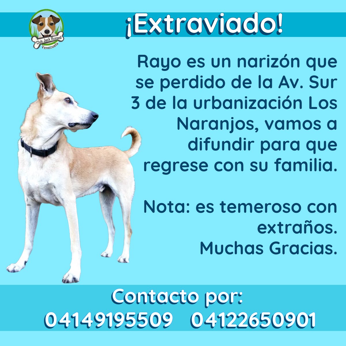 #URGENTE #Difundir #Extraviado

Rayo es un narizón que se perdido de la Av. Sur 3 de la urbanización #LosNaranjos en #ElHatillo, vamos a difundir para que regrese con su familia.

Nota: es temeroso con extraños.

Muchas Gracias.

Contacto por: 04149195509 04122650901