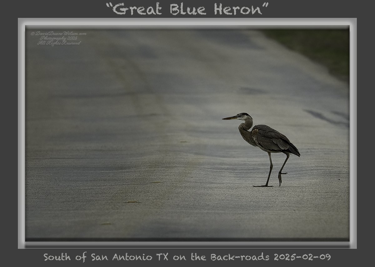 "Why did the Great Blue Heron cross the road?"  Answer at end of this post!!!  As we drove the back-roads south of San Antonio TX, I noticed this unusual behavior.  A Great Blue Heron was walking across the road!!!  Normally they are in the water not on a road.  I just had to