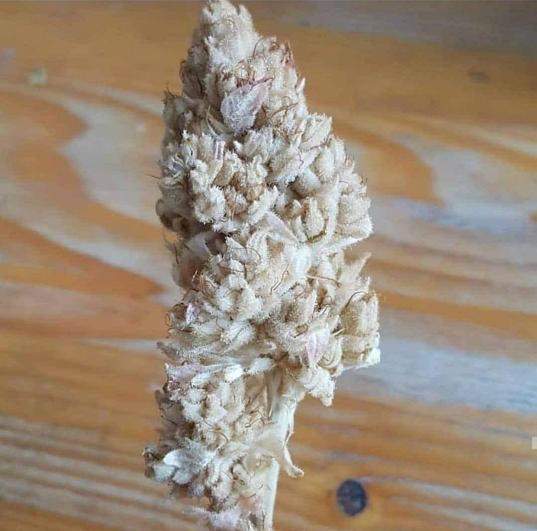 Who has the best strain name?