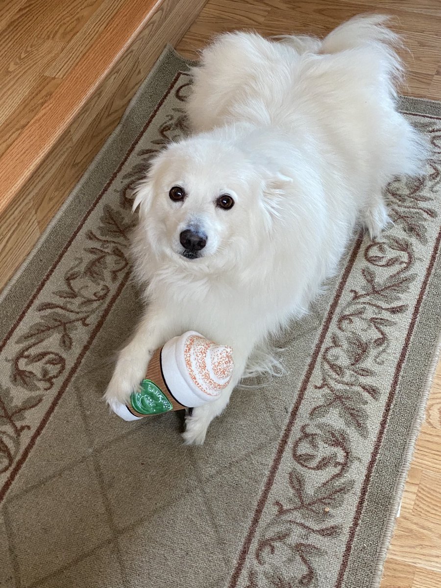 Gumbo_Styles's tweet photo. Probably no stream tonight. My dog passed this morning. #ripbella 😢😢 https://t.co/3NHRvHN15U