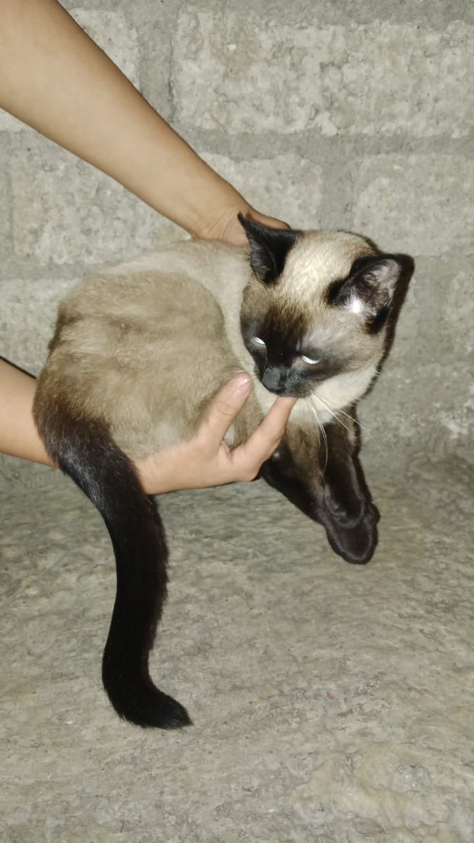 Alina_Gag's tweet photo. A esta gatita la fueron a tirar como si fuera basura. Alguien la sacó de ahí pero no puede tenerla. Busca familia o al menos hogar temporal. Está en edomex pero Rescatalandia paga el traslado. Alguien puede? 🙏🏻 si si, dígame https://t.co/XFRtkELWjH