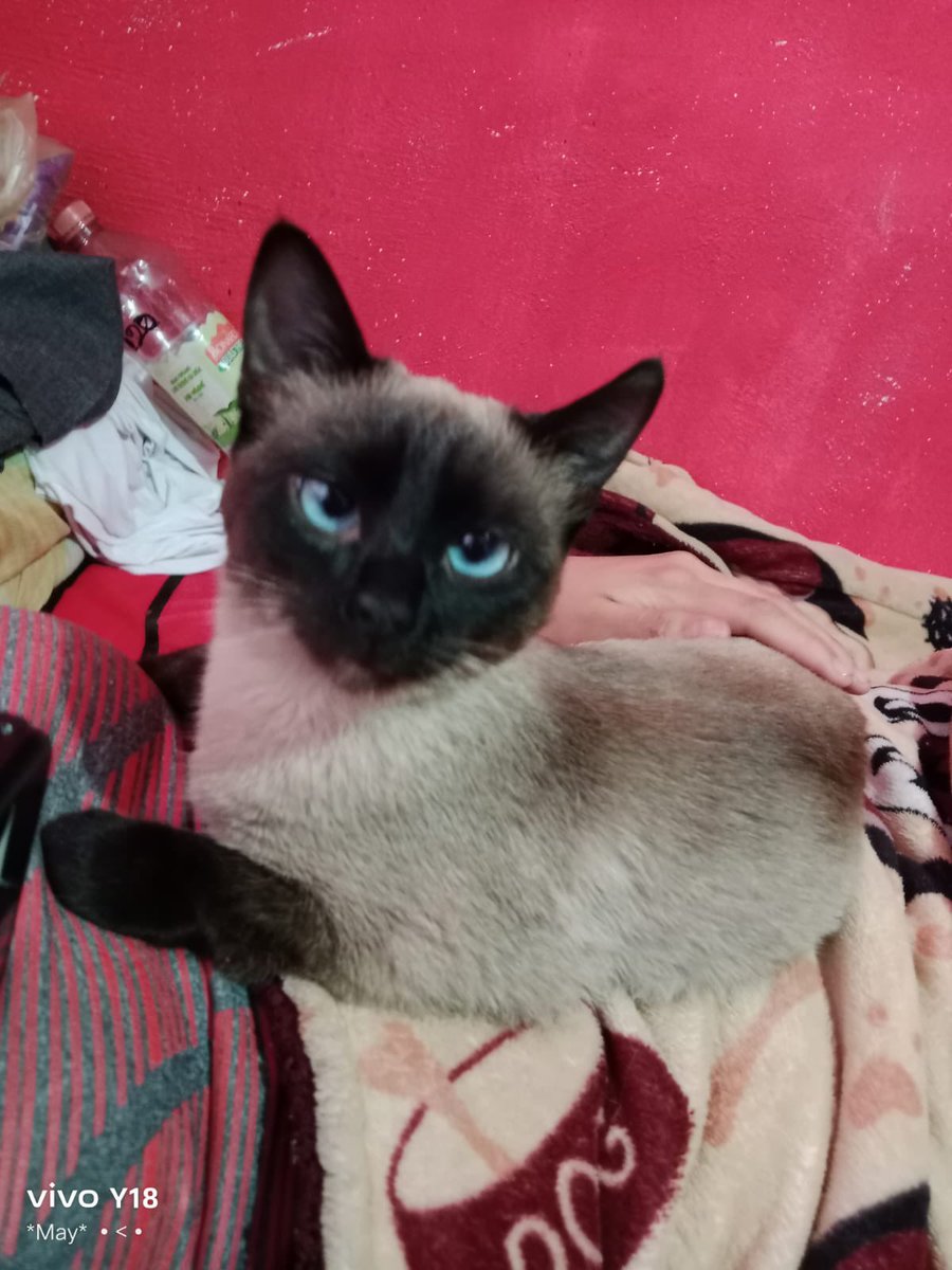 Alina_Gag's tweet photo. A esta gatita la fueron a tirar como si fuera basura. Alguien la sacó de ahí pero no puede tenerla. Busca familia o al menos hogar temporal. Está en edomex pero Rescatalandia paga el traslado. Alguien puede? 🙏🏻 si si, dígame https://t.co/XFRtkELWjH