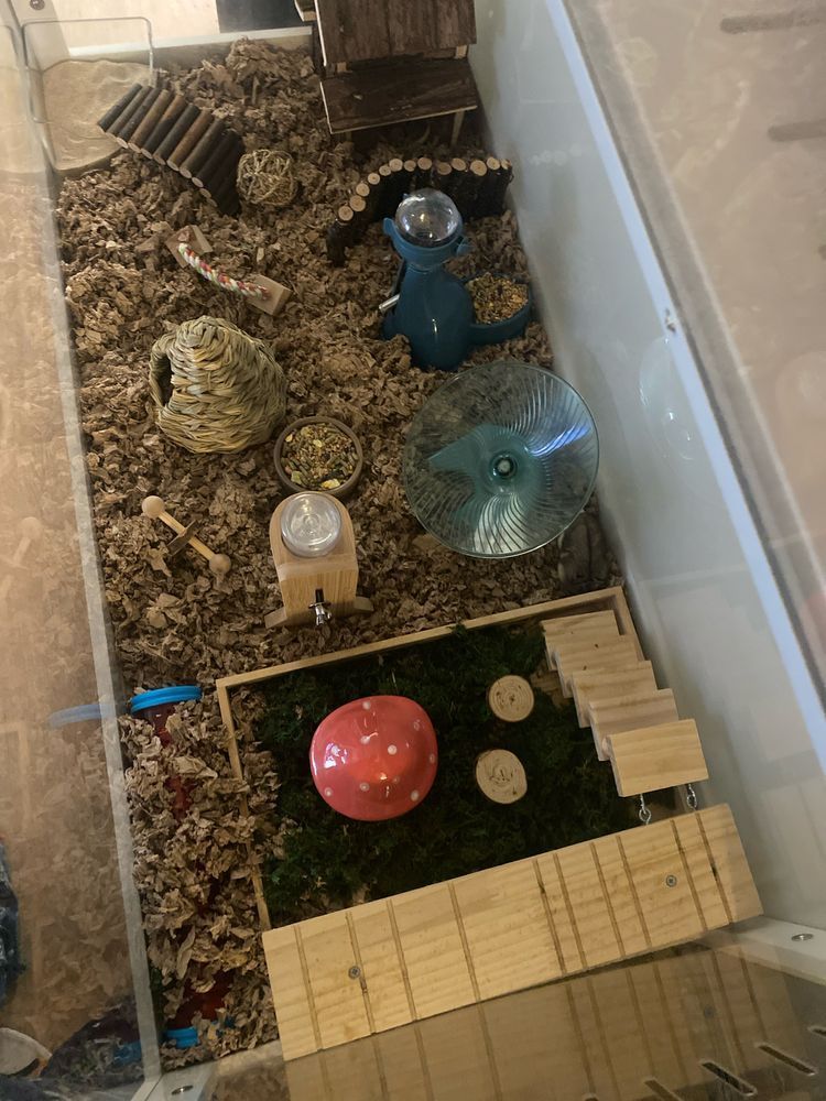 readicti's tweet photo. The hamsters wish to make their presence known and let you know that Read does not lick the cage. https://t.co/FKfDdwhSoL