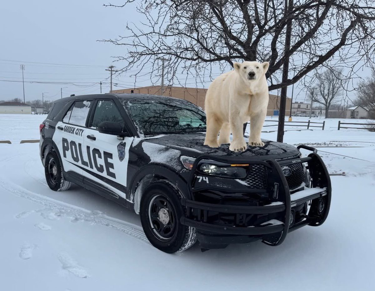 GCPD's tweet image. You never know what you may encounter on snow patrol. This snuggly fellow wanted to tag along, then started asking for seal meat and coca-cola. Stay vigilant, folks.
#kswx #GCPD #winterhumor