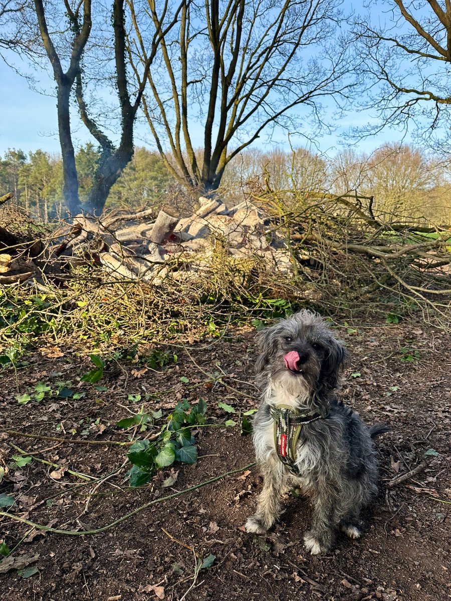 LH4487's tweet photo. Certainly not short of a stick! 😂 https://t.co/xWgBZLl6V7