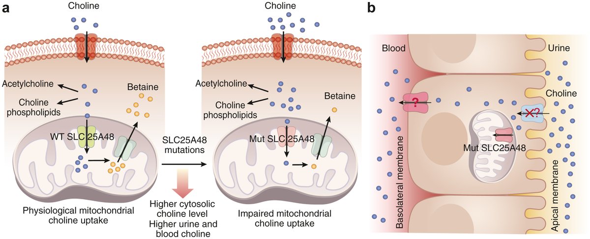 Kidney International (@kidney_int) on Twitter photo The mitochondrial choline transporter, SLC25A48, regulates urine and blood choline levels in humans
doi.org/10.1016/j.kintā¦
Original article: doi.org/10.1016/j.kintā¦
#KICommentary #NephTwitter #MedTwitter
<a href="/UTHSAResearch/">UT Health San Antonio Research</a> The mitochondrial choline transporter, SLC25A48, regulates urine and blood choline levels in humans
doi.org/10.1016/j.kintā¦
Original article: doi.org/10.1016/j.kintā¦
#KICommentary #NephTwitter #MedTwitter
<a href="/UTHSAResearch/">UT Health San Antonio Research</a>