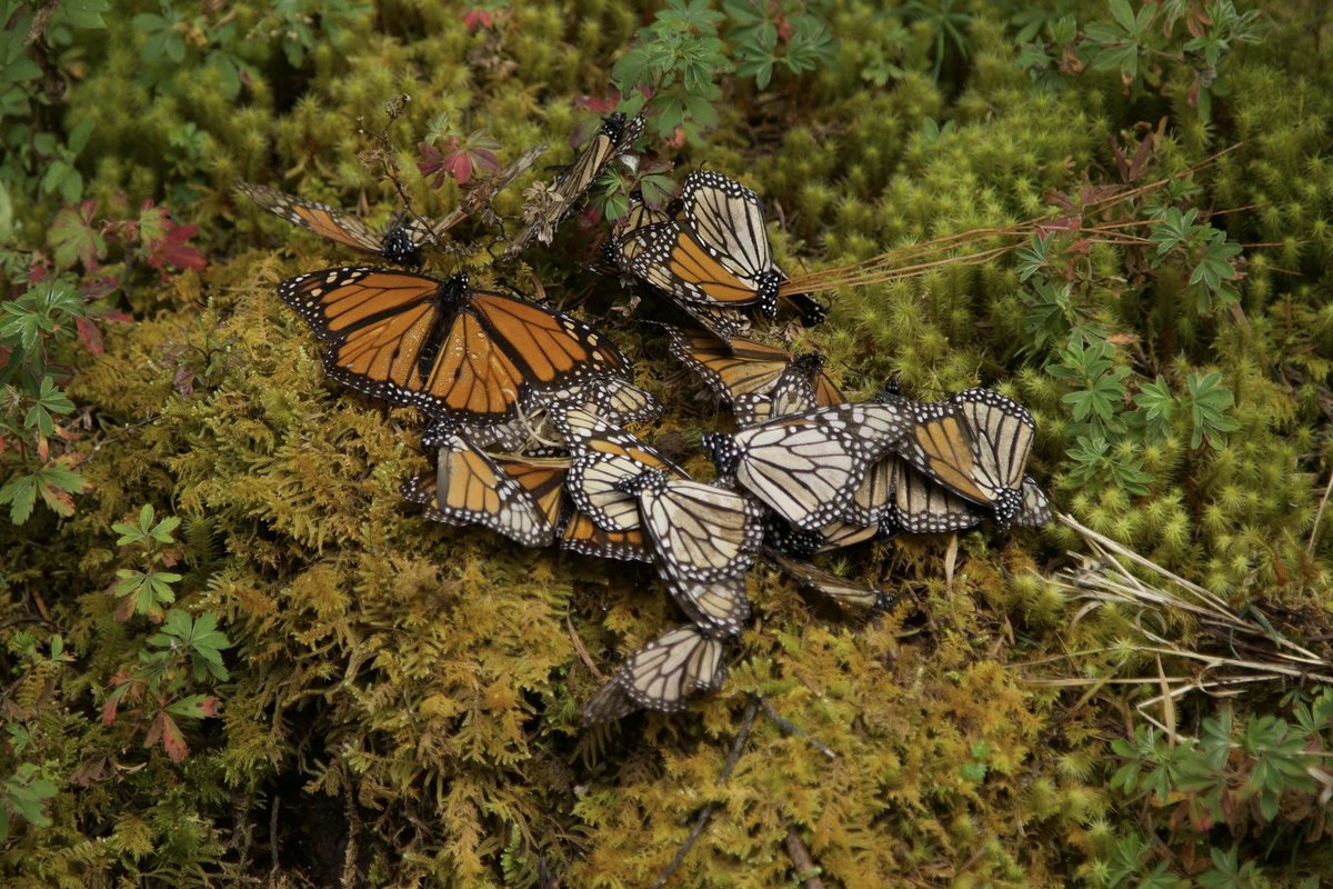 Oklahoma Assoc. of Conservation Districts tweet media