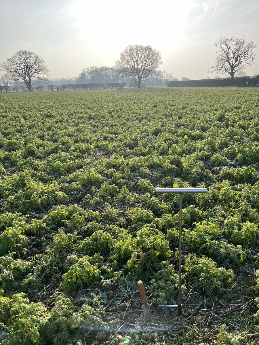 TomJOates's tweet photo. Soil Sampling a cover crop field before sowing of Canary Seed trial this spring, https://t.co/rcKeQsqhTX