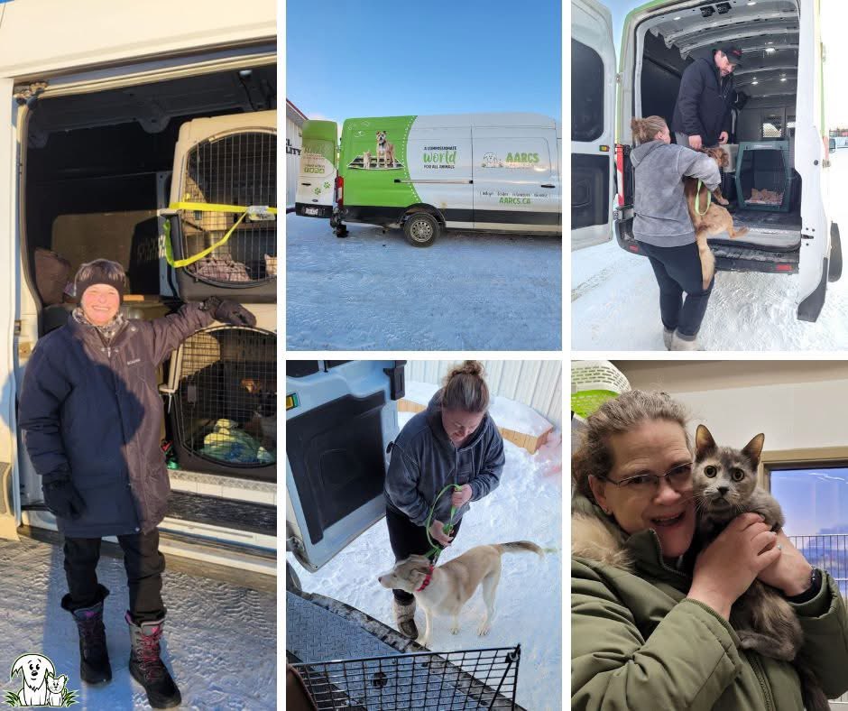 Our amazing volunteers braved the cold this long weekend, and travelled 1,500 km to transport 13 animals from Northern Alberta. 🚗🐾 
Now they’re settling in for a life changing adventure - adoption!
If you’d like to help with their care, head to aarcs.ca/donate.