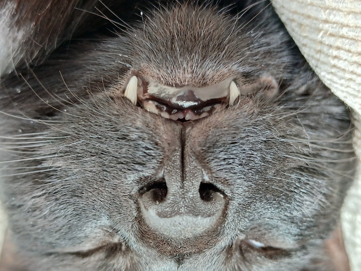 tripod_bertie's tweet photo. Mum says I've got a cute nozzle &amp; fangs! What do you fink? @blind_tommy says I must look like a bat 🦇🐈‍⬛️🐈😸 https://t.co/8A1Uhd58jZ