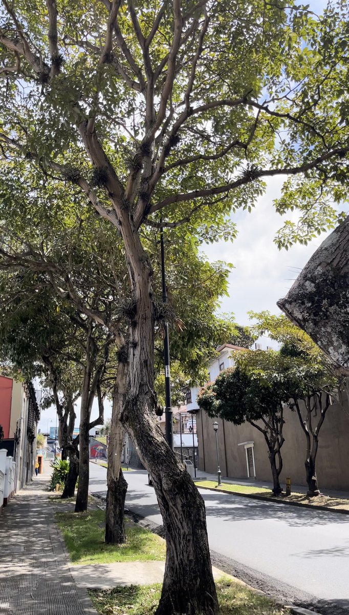 Brandon_Gdmz's tweet photo. 🌳 No se siente igual caminar por una acera sin árboles que por una sombreada y fresca. Por eso presentamos una moción para priorizar la arborización en zonas de calor en San José, basados en estudios recientes de la Muni que determinan dónde están ubicadas las islas de calor ☀️ https://t.co/trLMoKBlZk