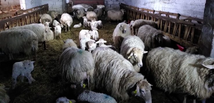 Artile, karena eta oritza 
zuzeu.eus/?p=375513 Josebe Blancok (<a href="/argia/">ARGIA</a> bidez)