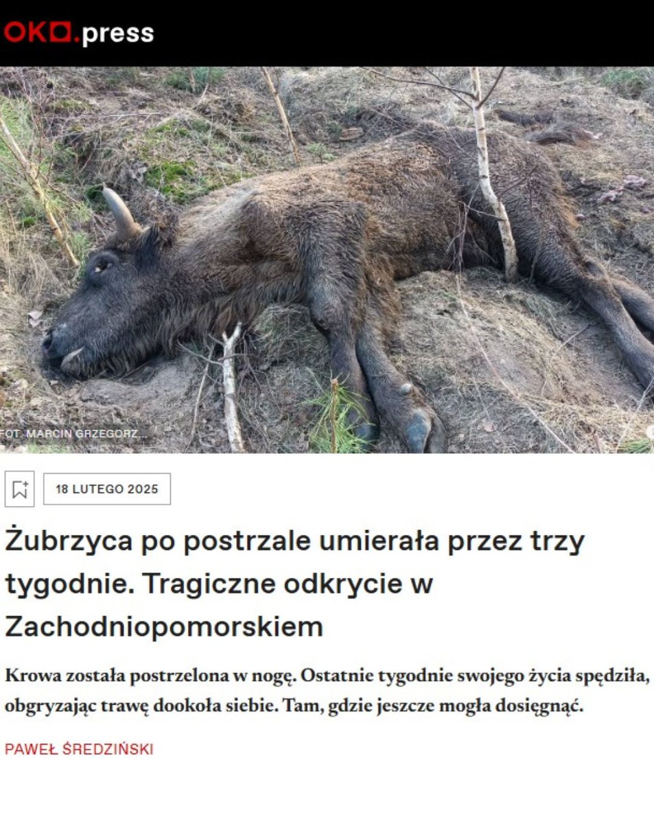 PracowniaBystra's tweet photo. Zachodniopomorskie Towarzystwo Przyrodnicze stwierdza, że strzelanie do żubrów nasiliło się. Na przełomie 2022 i 2023 r. przybrało wyjątkową skalę.
⚫️ „Zaczęli strzelać do cieląt, bo taka ofiara waży znacznie mniej niż dorosły osobnik”.
#kłusownicy #myśliwi #pzł do reformy https://t.co/lDYqN0s27g
