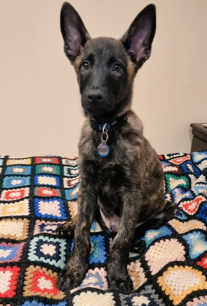 Meet Dutch, the Dutch shepherd aka Kasongo.

The newest member of the household.