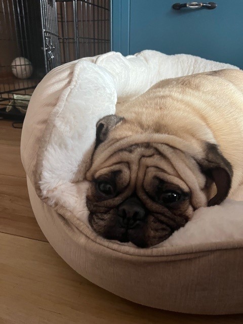 Are you looking for a new best friend? Finn is looking for a forever family on <a href="/petfinder/">Petfinder</a> petfinder.com/dog/finn-75239…