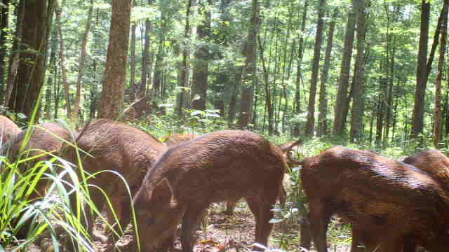Journal of Environmental Quality (@jenvironqual) on Twitter photo New in JEQ!
A study by Bradley et al. shows ongoing population control efforts may be necessary to remediate water quality impacts and public health risks associated with invasive wild pigs. <a href="/hog_wench/">Elizabeth A Bradley</a>
Read it here: doi.org/10.1002/jeq2.7… New in JEQ!
A study by Bradley et al. shows ongoing population control efforts may be necessary to remediate water quality impacts and public health risks associated with invasive wild pigs. <a href="/hog_wench/">Elizabeth A Bradley</a>
Read it here: doi.org/10.1002/jeq2.7…