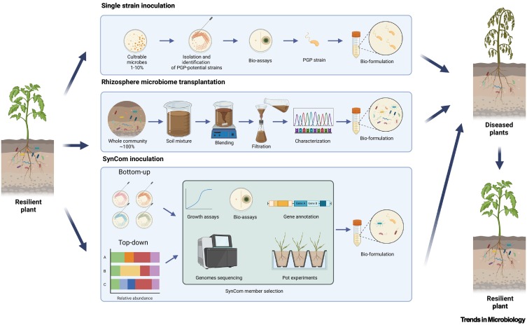 Composing a microbial symphony: synthetic communities for promoting plant growth dlvr.it/TJ3Hhg