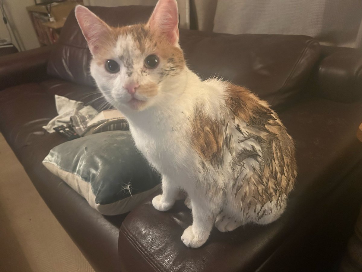 Michael Channon tweet media