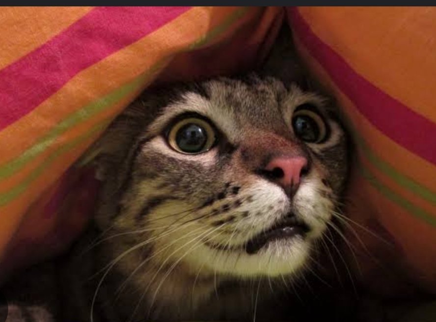 ALLAH aşkına biri söylesin kim ölmüş veya öldü  
Devlet Bahçeli 
Celal Adan 
Hastane 
#Rusya