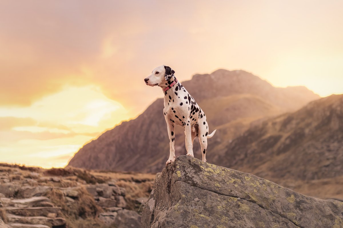 MissDPetography tweet media